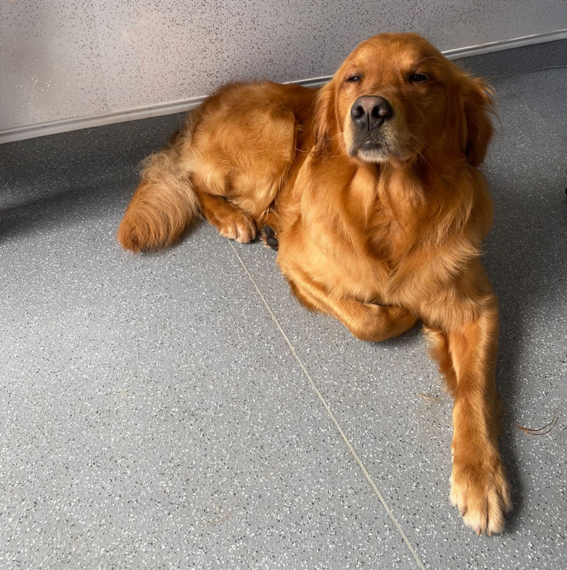 What is compassionate dog grooming