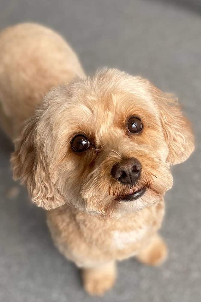 dog 1