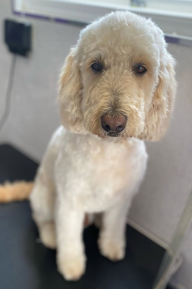 dog 2