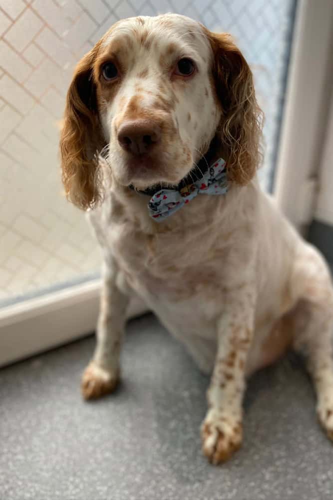 dog 5